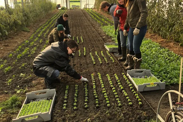Vier junge Personen beim Anpflanzen von Salat in einem Glashaus
